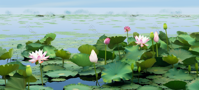 夏天的荷花处暑荷塘睡莲叶子摄影图,高清,摄影图,摄影图片,图片大全,摄影图免费下载